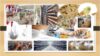 Layer Poultry Farming: Egg Production Business Management