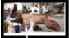 Horse Colic: Emergency Management & Life-Saving Decisions