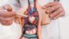 Human Anatomy for Medical Coding, Billing & Healthcare RCM