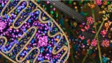 The Complete Biology Respiration in Plants |  Glycolysis